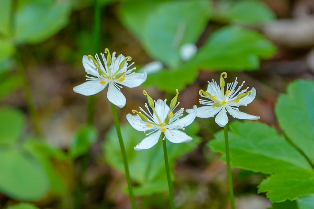 Three-leaf Goldthread