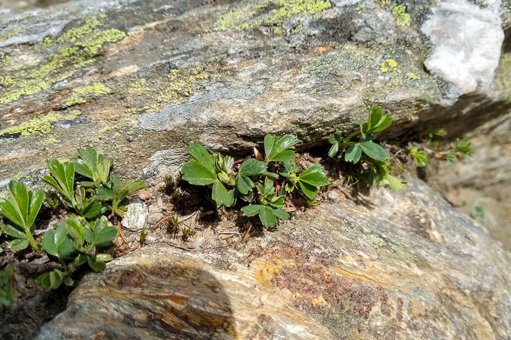 Three-toothed Cinquefoil