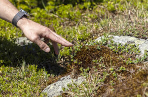 Bob Popp, retired Vermont State Biologist, points out bilberry to caretakers during the 2023 alpine ecology training walk on Mt. Mansfield.