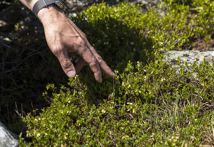 Bob Zaino, Vermont State Ecologist, points out flowering blueberries during an alpine plant ID walk with the 2023 caretakers on the ridgeline of Mt. Mansfield.