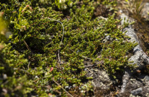 Black crowberry grows on the alpine terrain of the ridgeline of Mt. Mansfield.