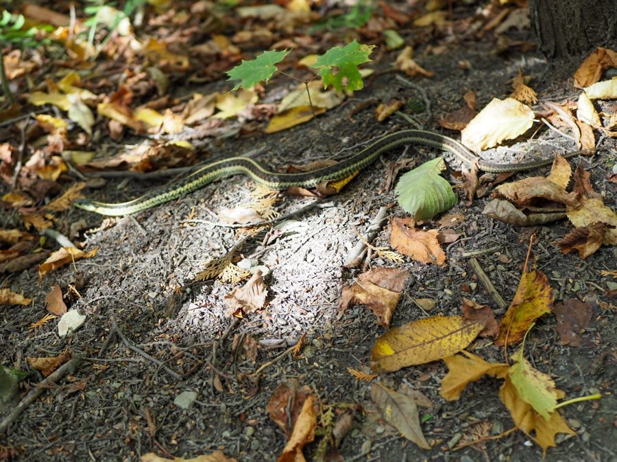 snake and fallen leaves on the ground,