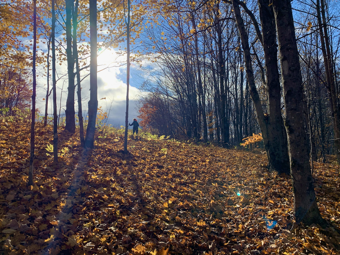 fallen leaves, trees, and skies