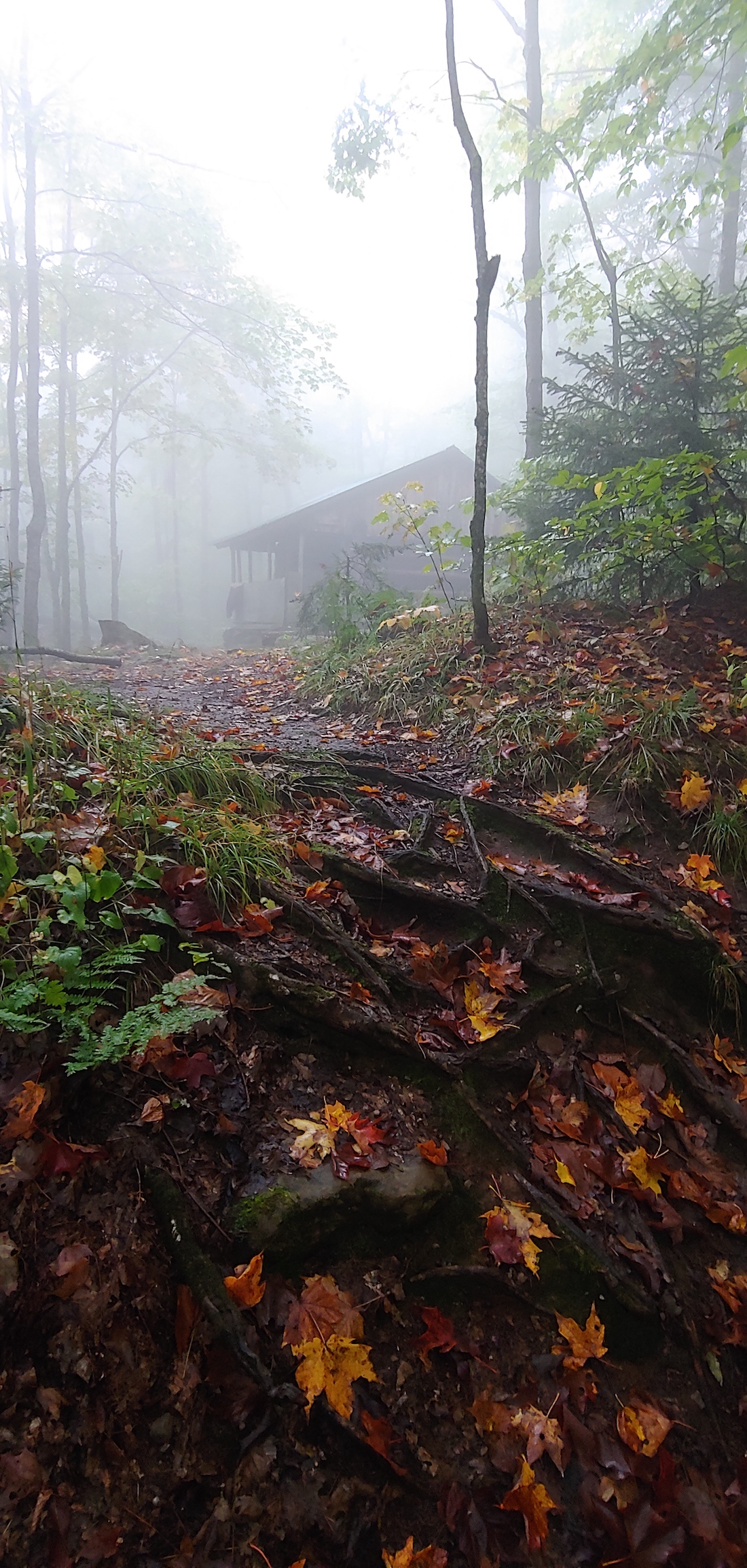 shelter in fog birch glen