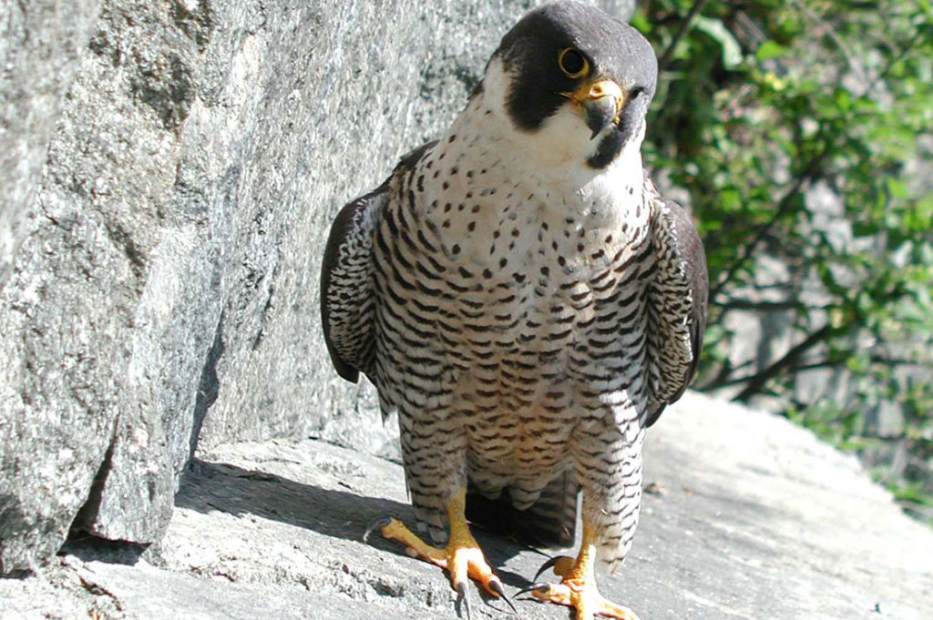 Peregrine falcon on cliff.