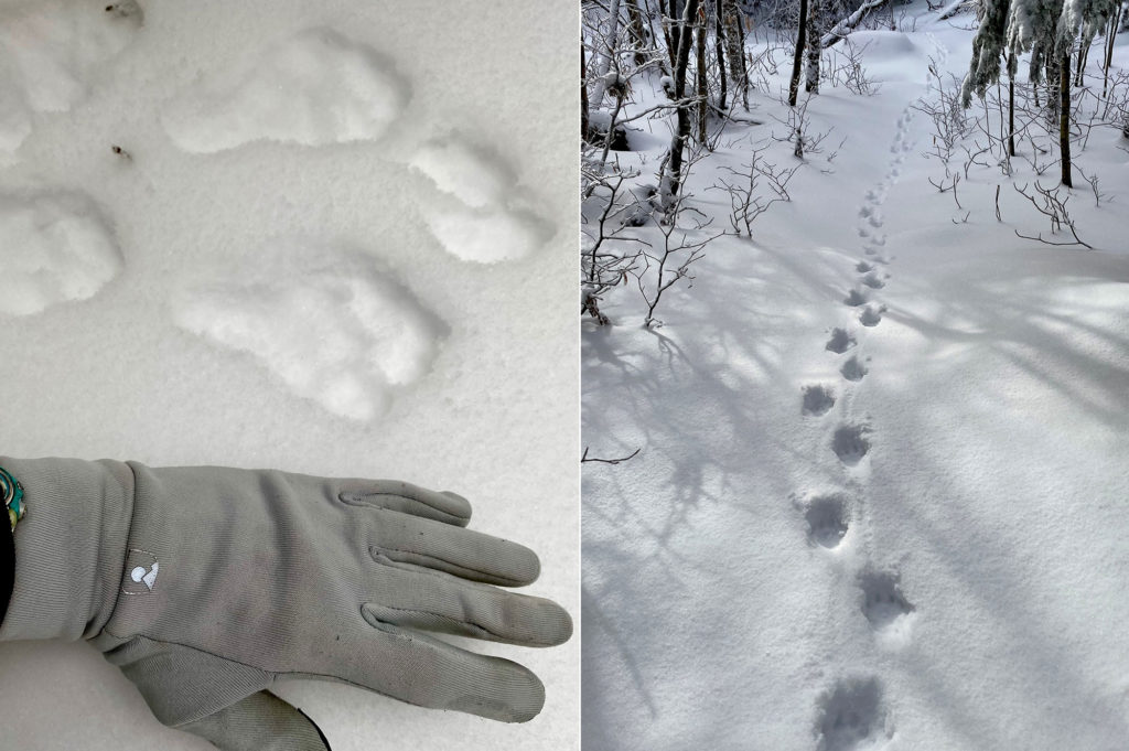 bunny tracks in the snow; animal tracks along the trail