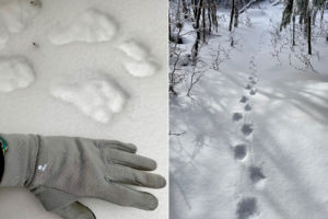 bunny tracks in the snow; animal tracks along the trail