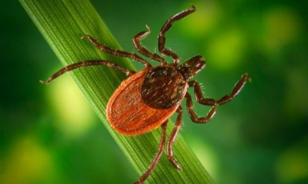 Blacklegged ticks transmit Lyme Disease to wildlife (such as deer) and other passers-by.
