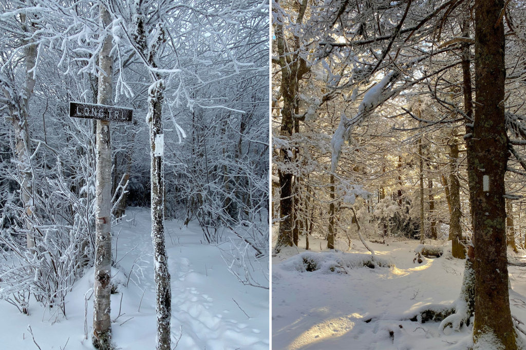 Long Trail signage in winter snow; sunlight through the trees between Middlebury and Brandon Gaps.