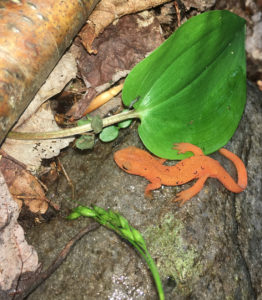 red eft