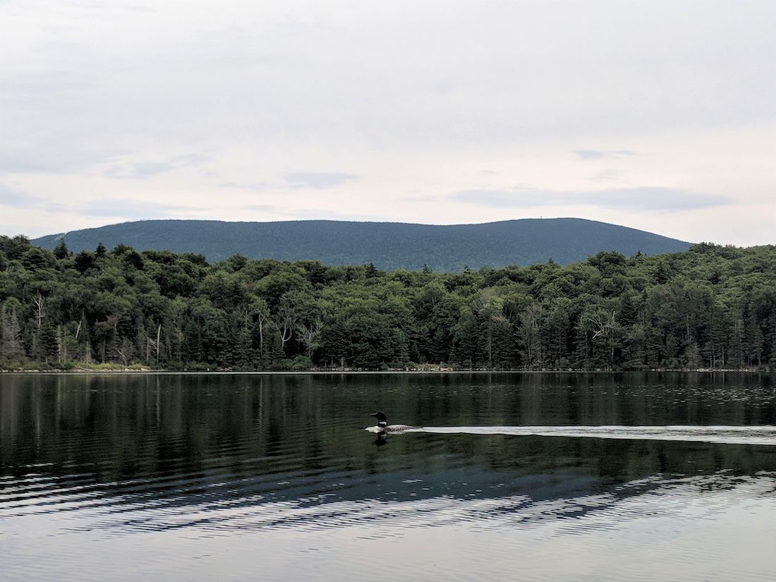 loon on stratton pond