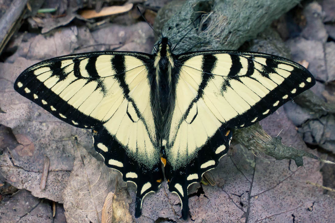 yellow butterfly