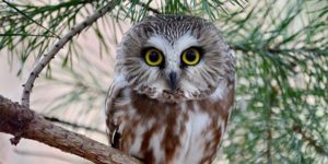 Visit VINS for Virtual Owl Fridays