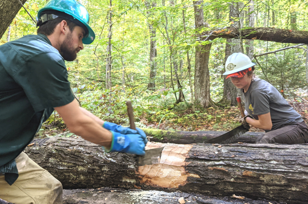 Field team members remove a fallen tree.