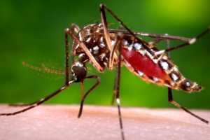 Aedes aegypti, a type of mosquito