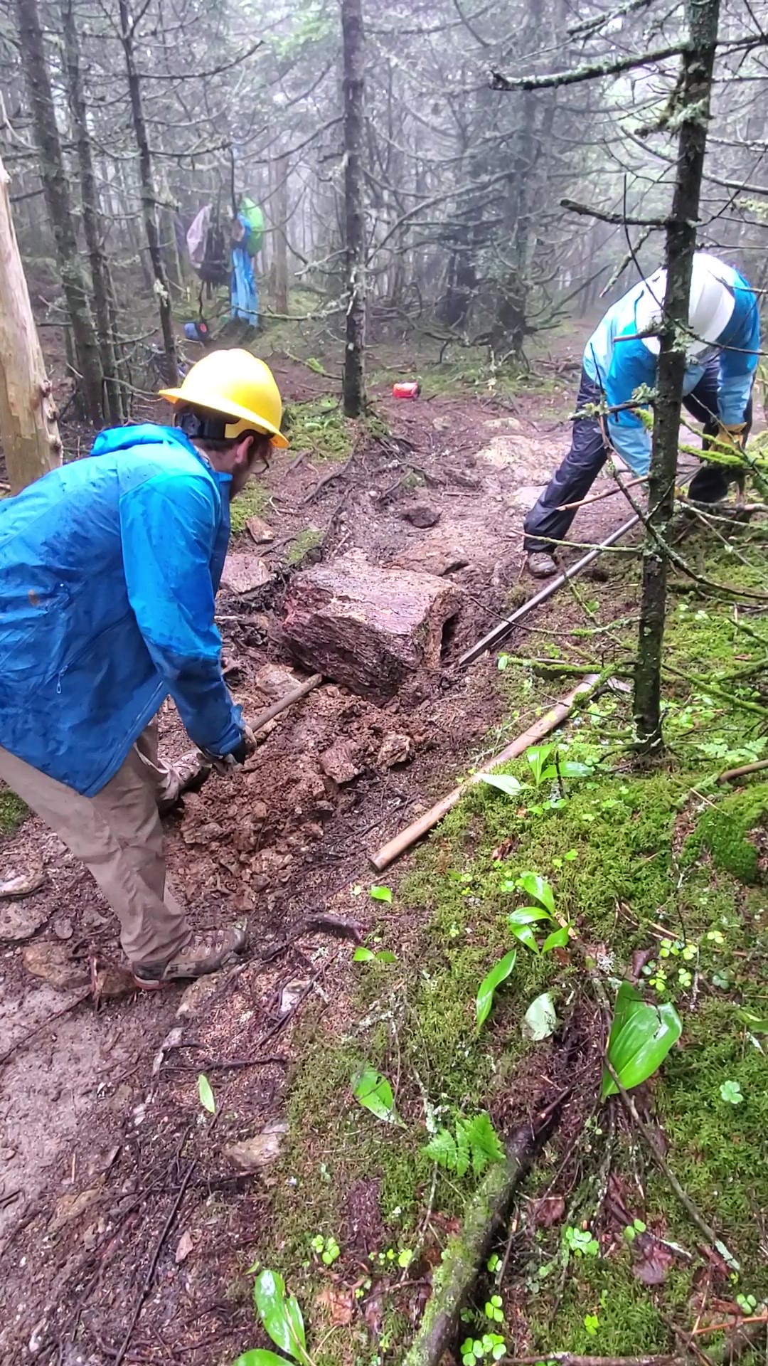 Burrows Check Steps