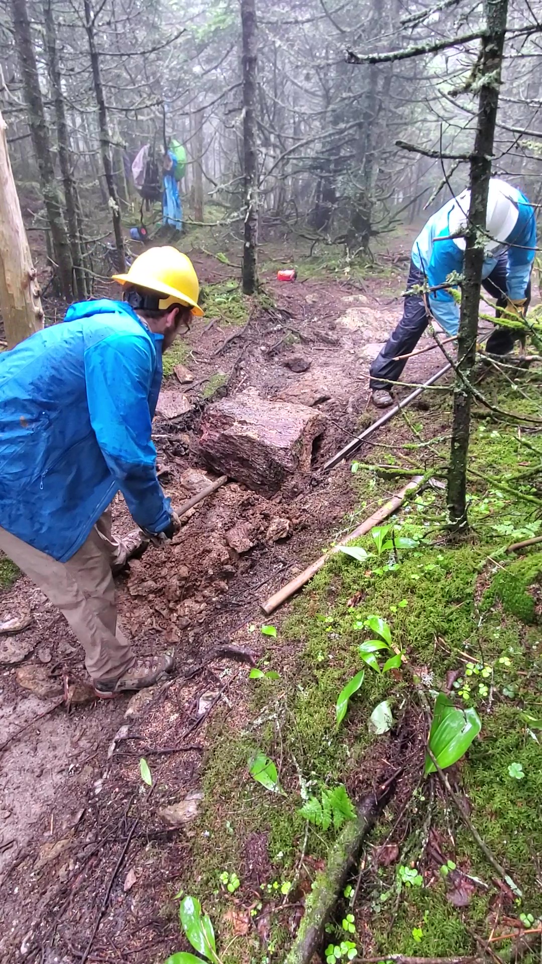 Burrows Check Steps