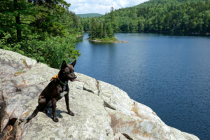 Black pup on rock overlooking Little Rock Pond