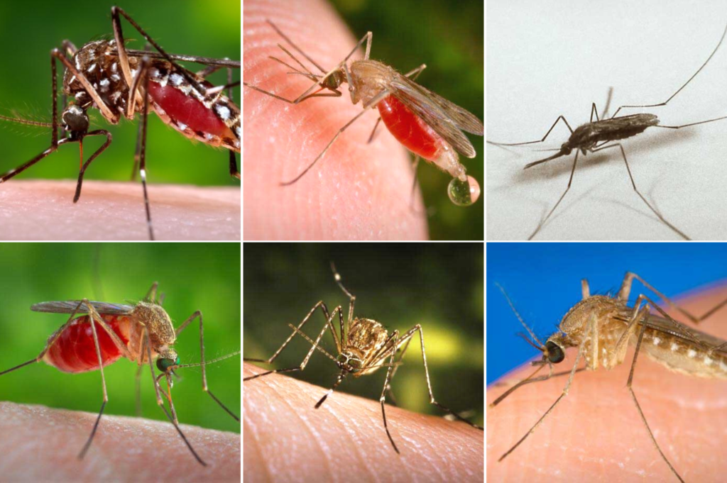 There are six common types of mosquitoes that can spread germs.