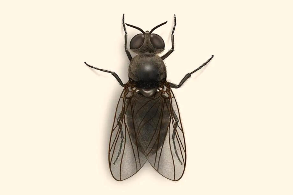 Black flies are active in early summer. These bugs are known for their bite.