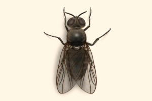 Black fly, a pesky Vermont bug