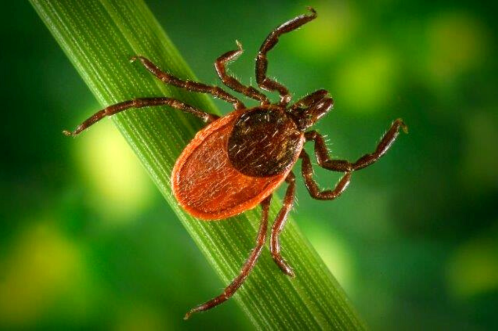 Blacklegged ticks are arachnids, or bugs with eight legs (like spiders).