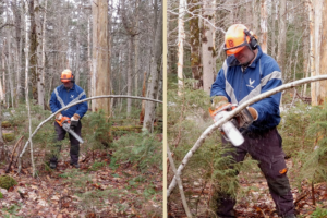 Mike Peckar cuts a bent birch tree.