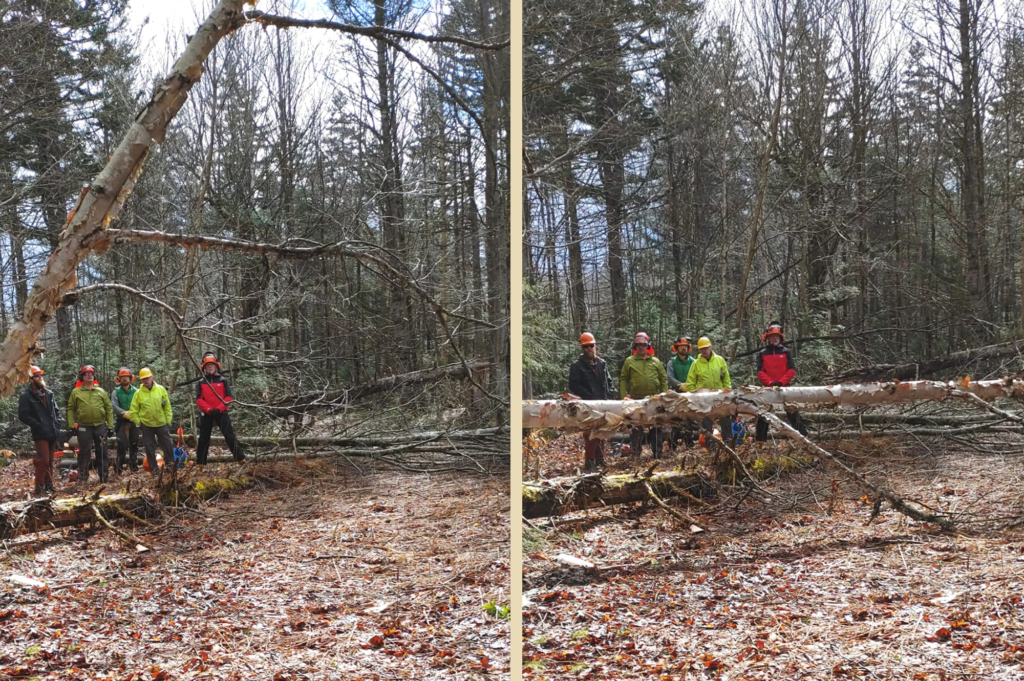 A heavily leaning tree can be dangerous if left unattended, but also is dangerous to dismantle without the know-how.