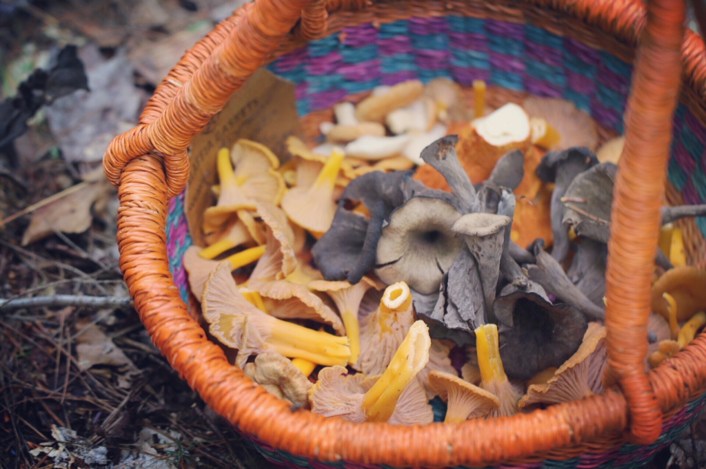 assortment of wild mushrooms