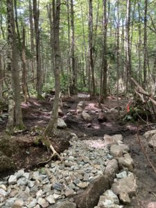 a rock-filled section of trail in the woods