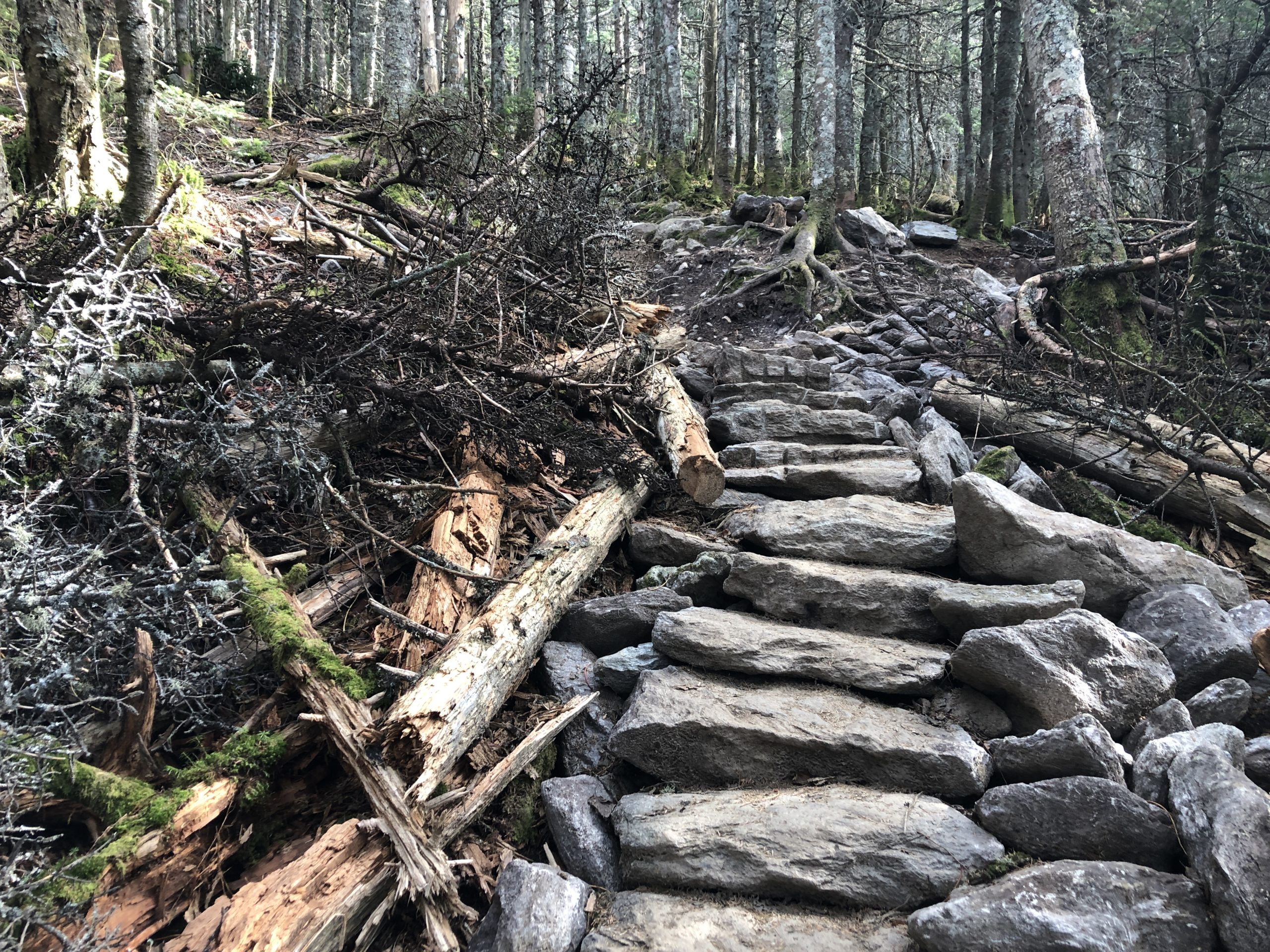 example of a Brush in next to a new rock staircase