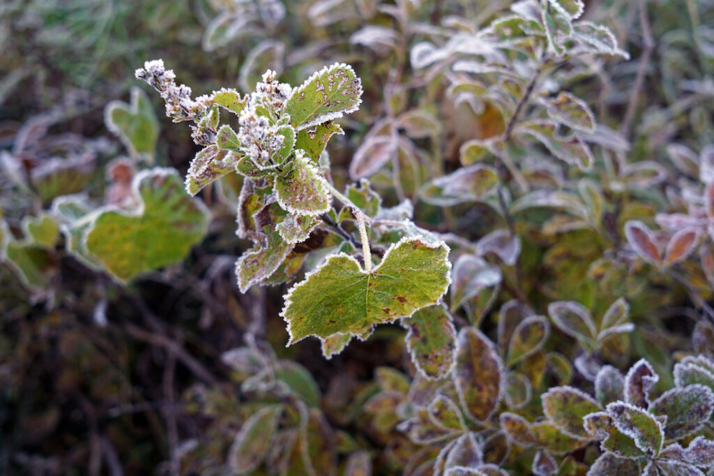 close up of green leaves edged in frost flora and fauna