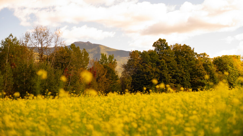 yellow wildflowers in the foreground with mansfield's ridge pointing up in the background