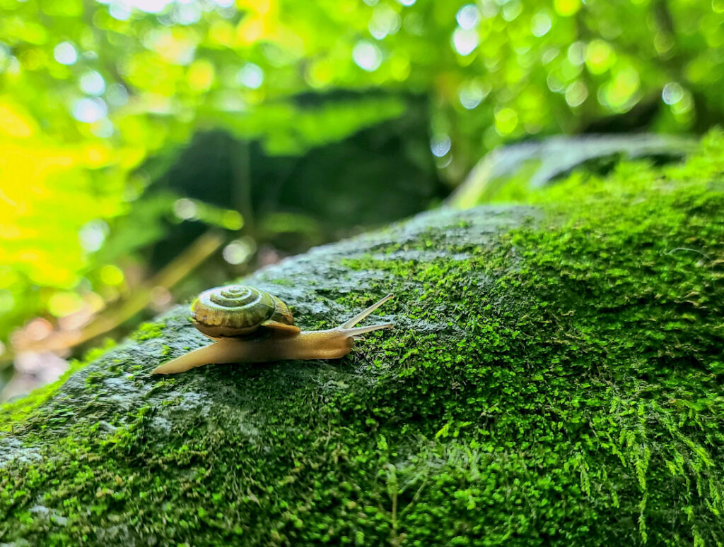 a snail set on mossy rock