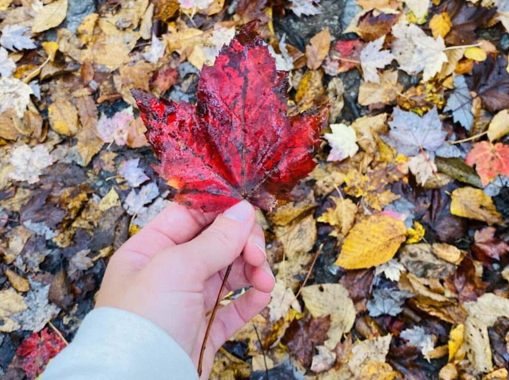 a person holds a wet red leaf against a backdrop of fallen brown leaves.