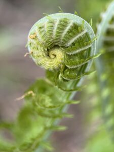 2025 GMC Photo Contest flora and fauna category winner.