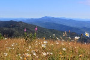 wildflowers in foreground and mountains in the background